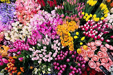 虽然现在的狐狸不能摸 但《羊蹄山之魂》是有考据的