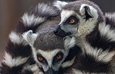 《消逝的光芒：困兽》媒体赞誉宣传片 好评不断